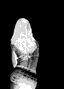 scypax